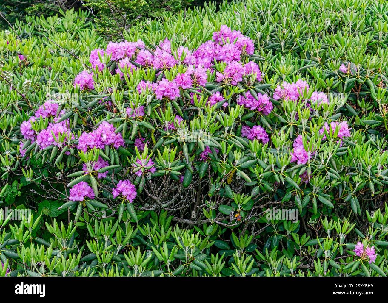 Catawba rhododendron rhododendron catawbiense hi-res stock photography ...