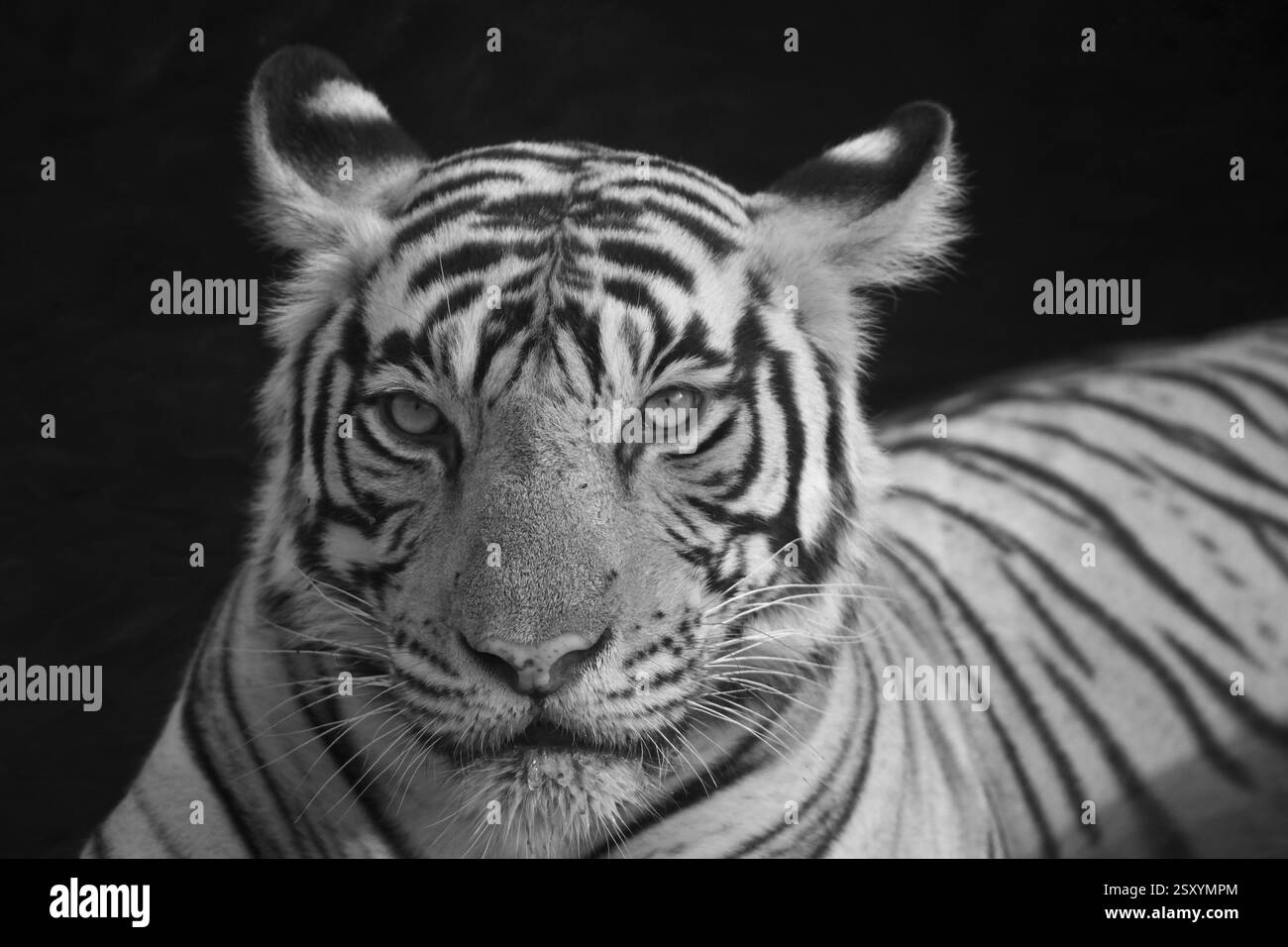 Black and white Infrared portrait of a wild tiger sitting in a waterhole in Ranthambhore national park in India Stock Photo