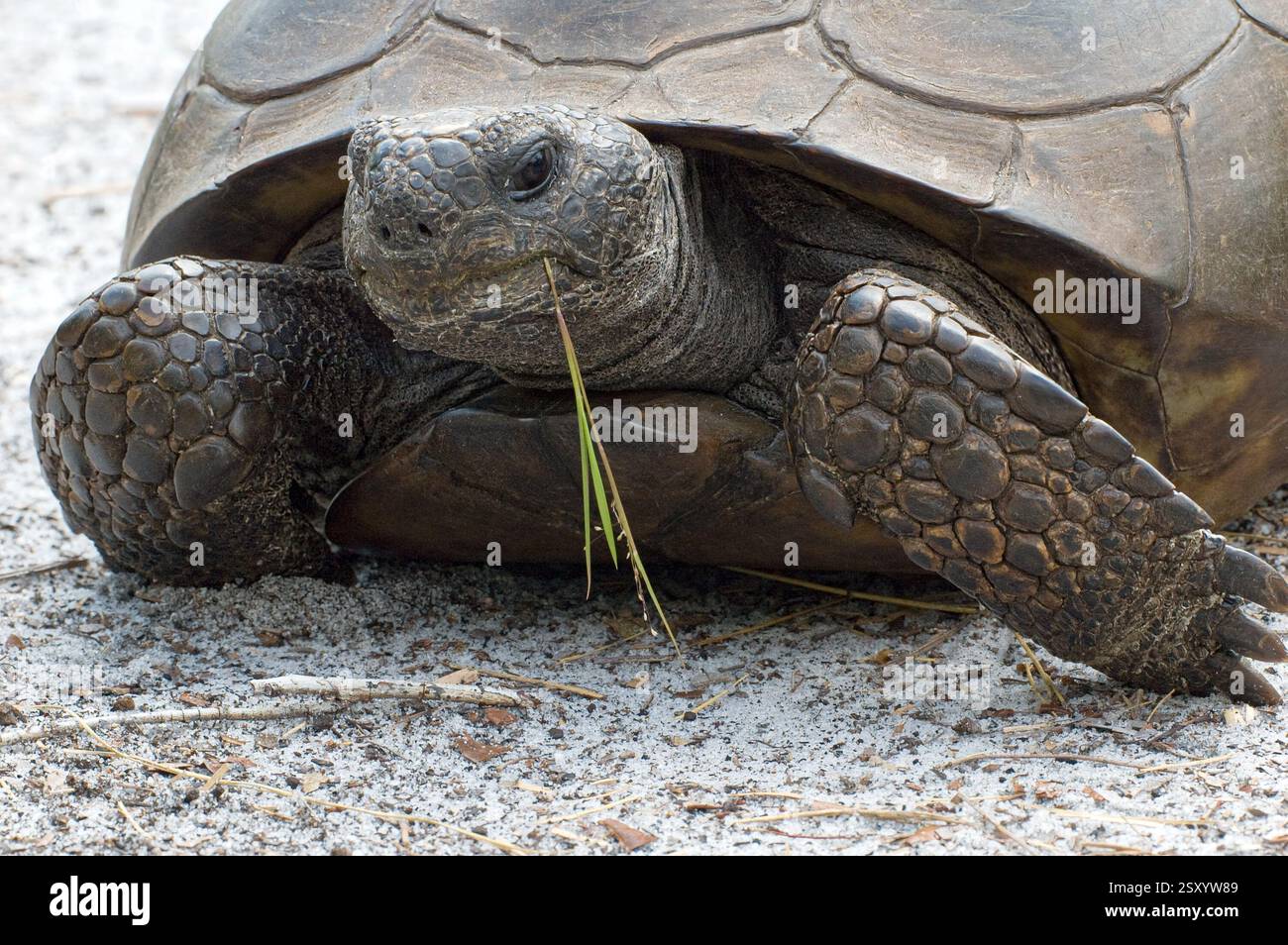 Adapted to loss of habitat hi-res stock photography and images - Alamy