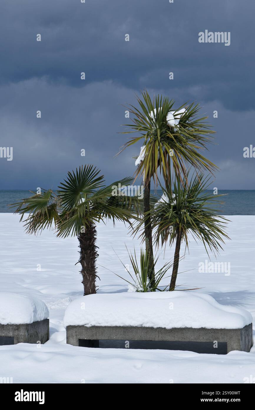 palm tree in the snow on a background of the sea and sky. palm tree in ...