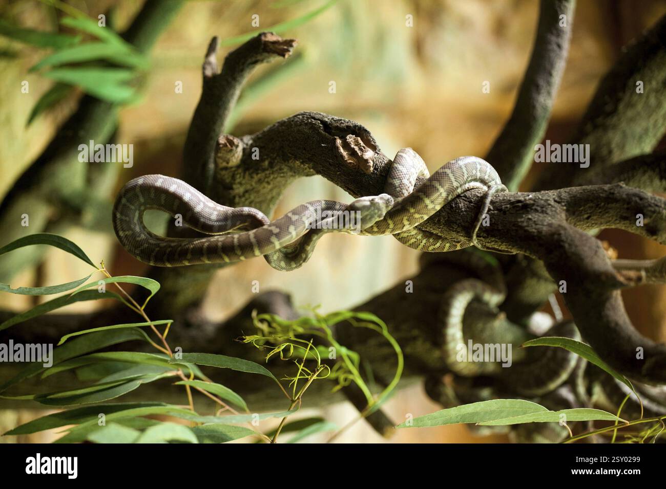 Centralian carpet python, taronga zoo, sydney, australia Stock Photo