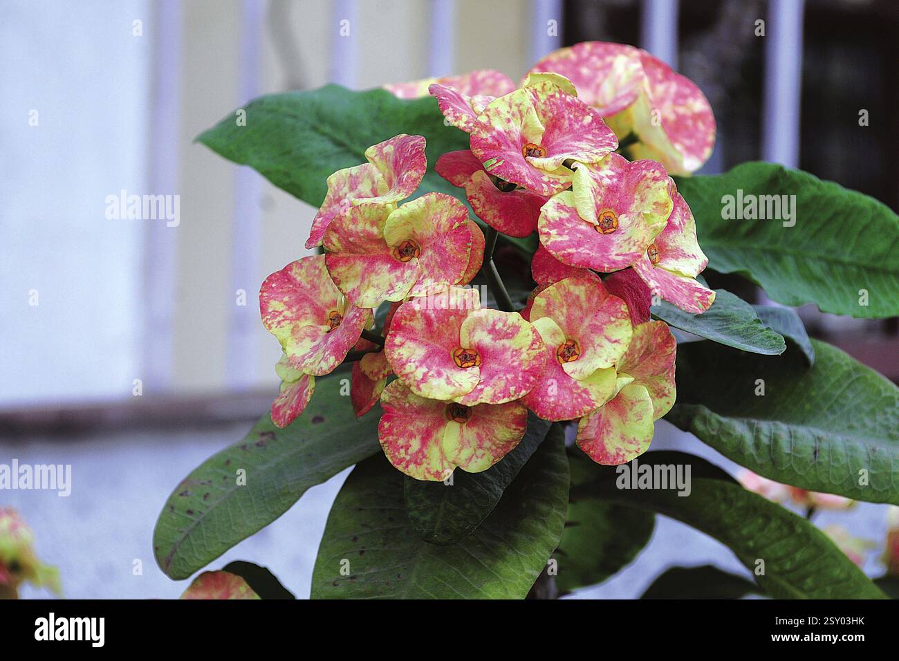 Photos of flower gardens hi-res stock photography and images - Alamy