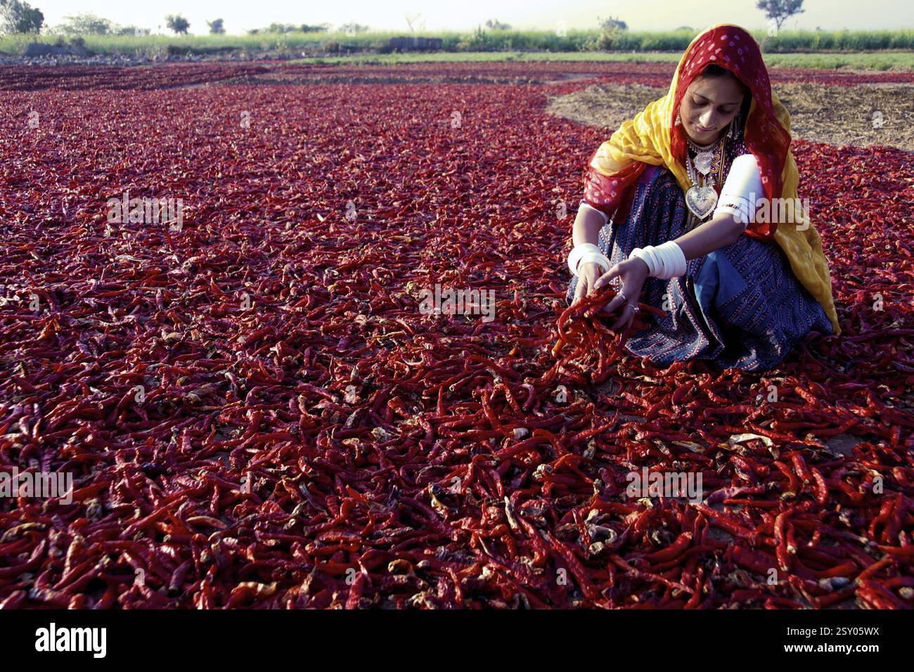 Rajasthani village woman working in chilli field Jodhpur Rajasthan ...
