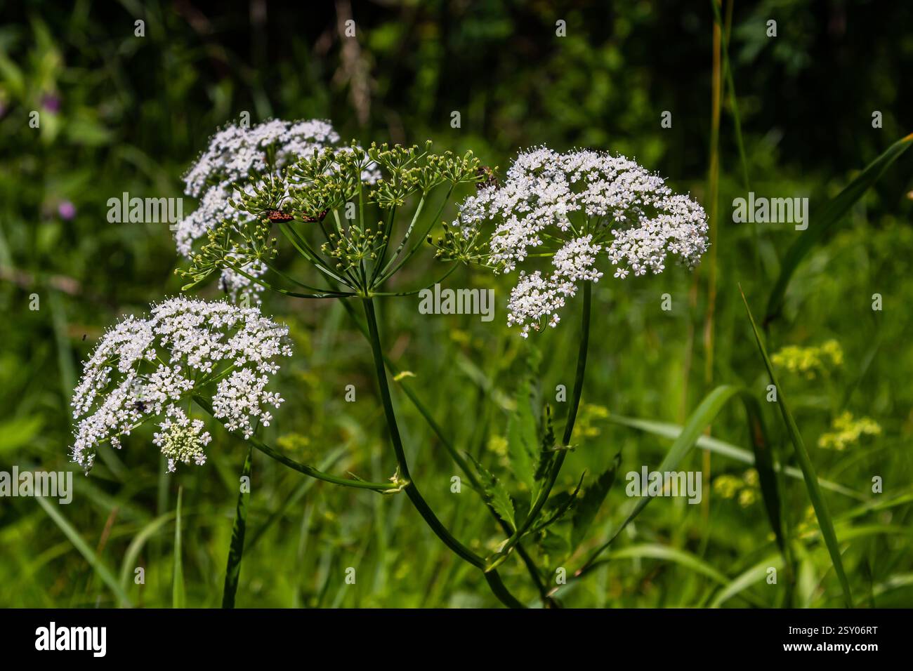 white inflorescence and green leaves of Aethusa cynapium plant. Stock Photo