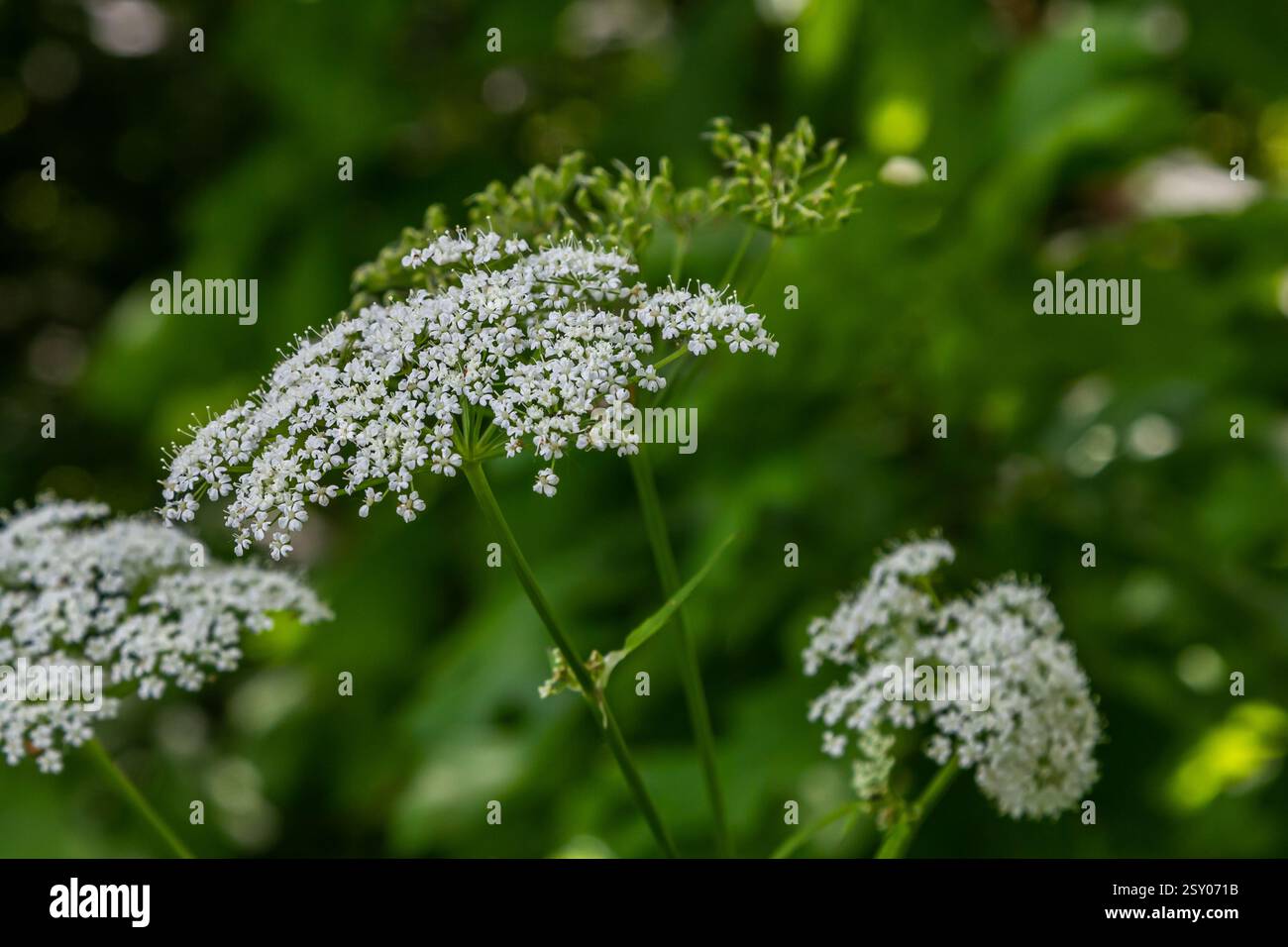 white inflorescence and green leaves of Aethusa cynapium plant. Stock Photo