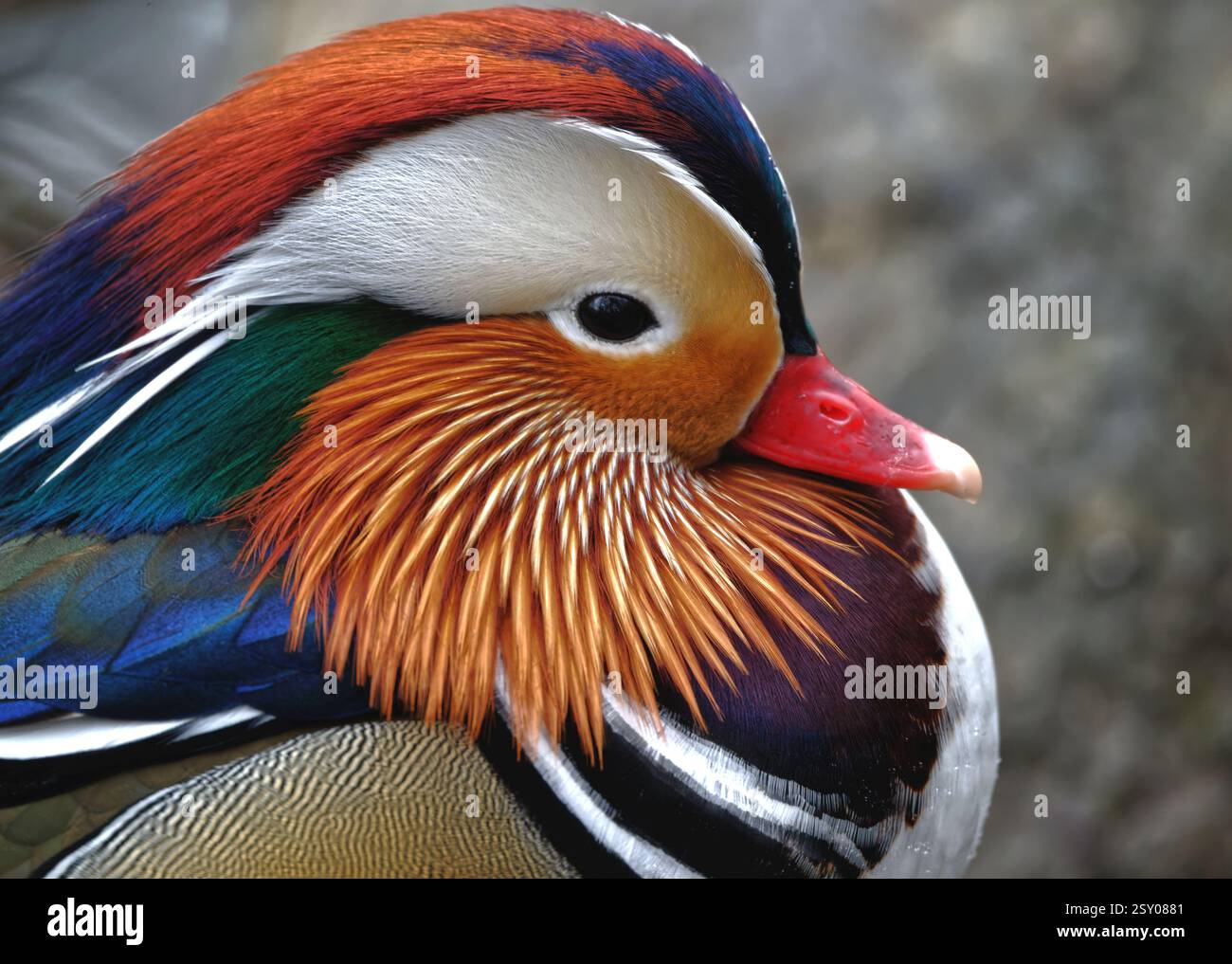 Mandarin Duck Stock Photo