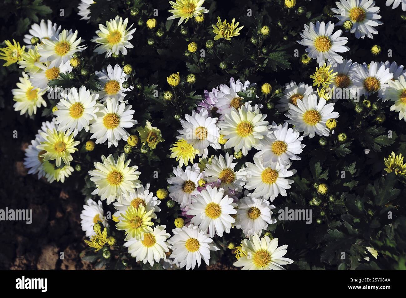 Daisy flower, india, asia Stock Photo