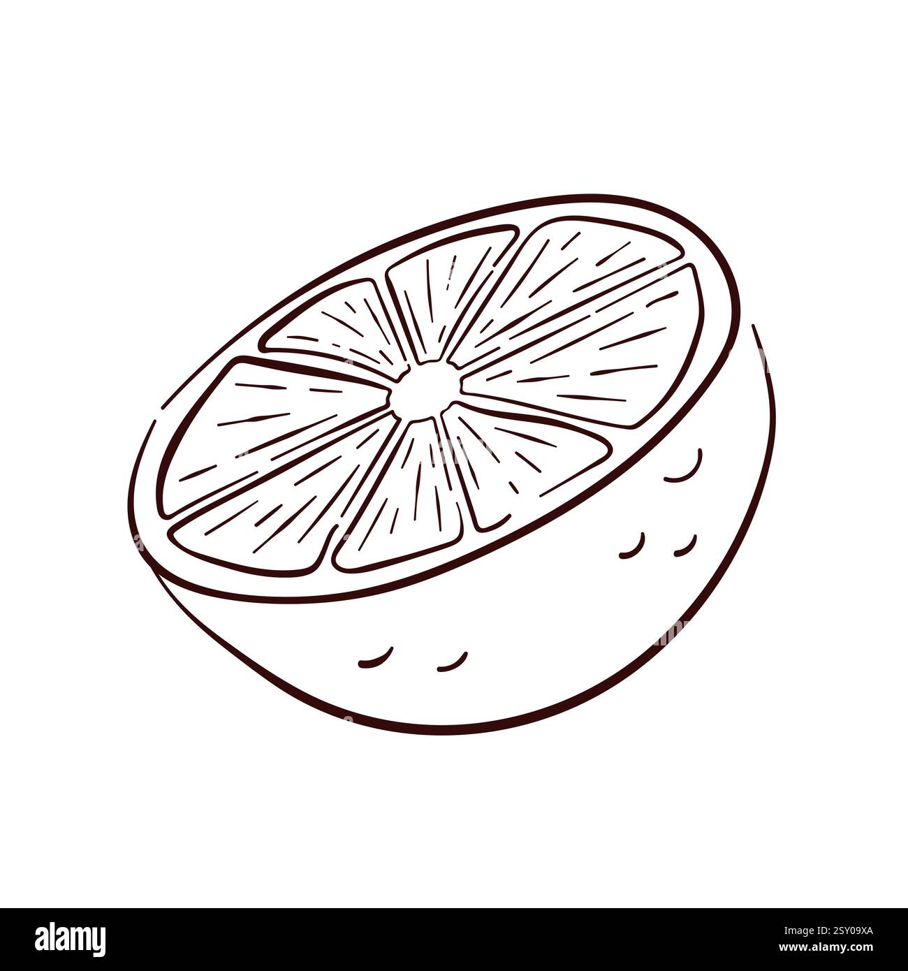 Lemon fruit slice in line art style. Hand drawn illustration design for ...
