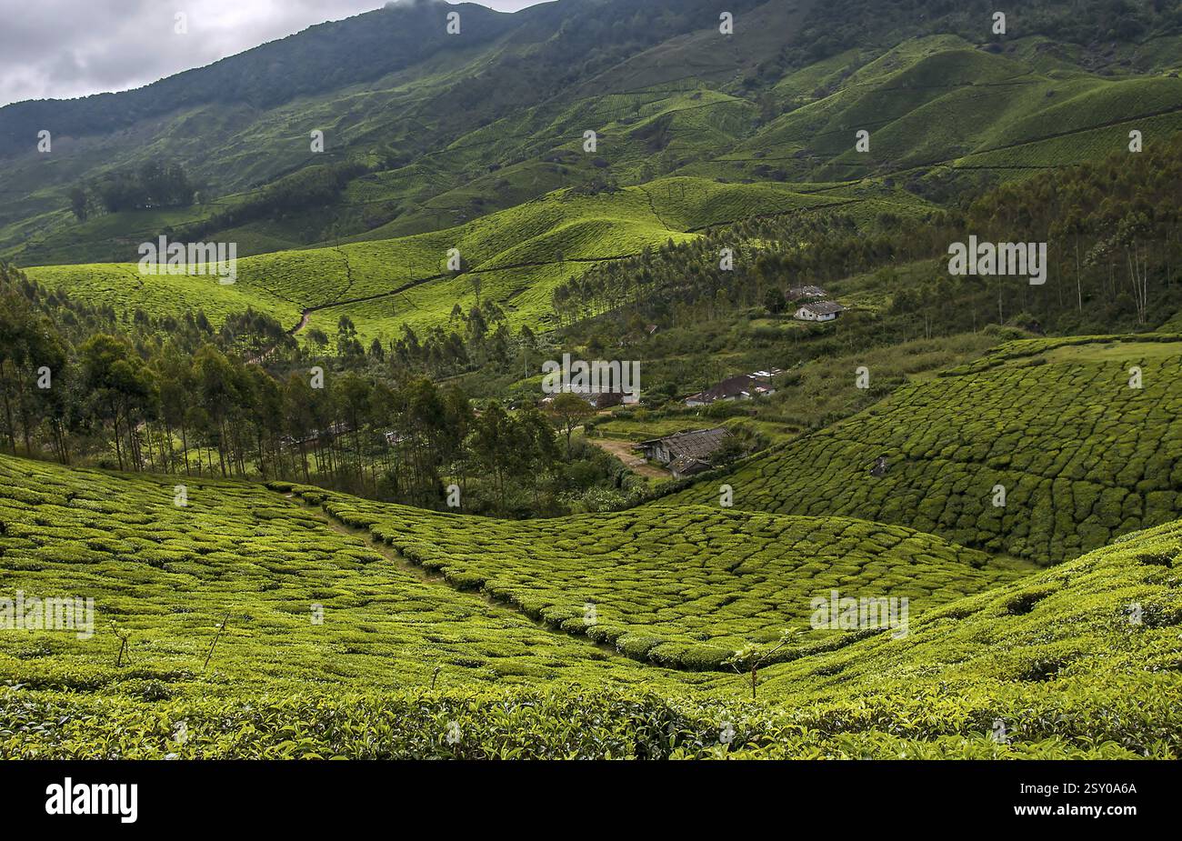 Tea garden devikulam hills, idukki, kerala, india, asia Stock Photo - Alamy