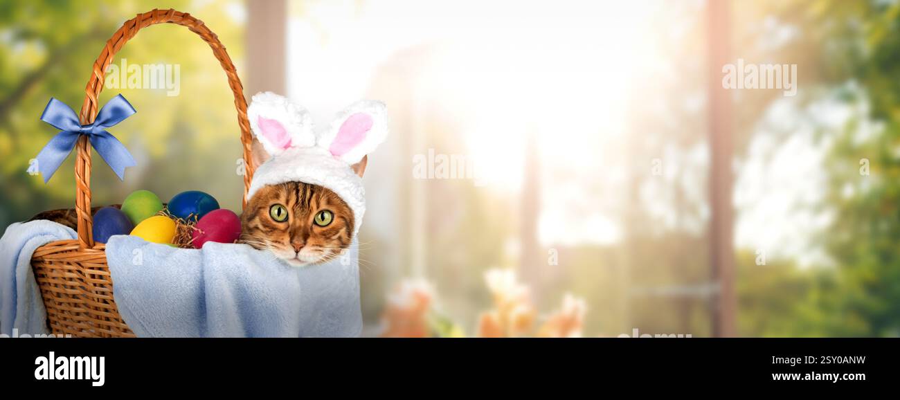 Cat with rabbit ears in a basket with Easter eggs. Easter banner, copy space. Stock Photo