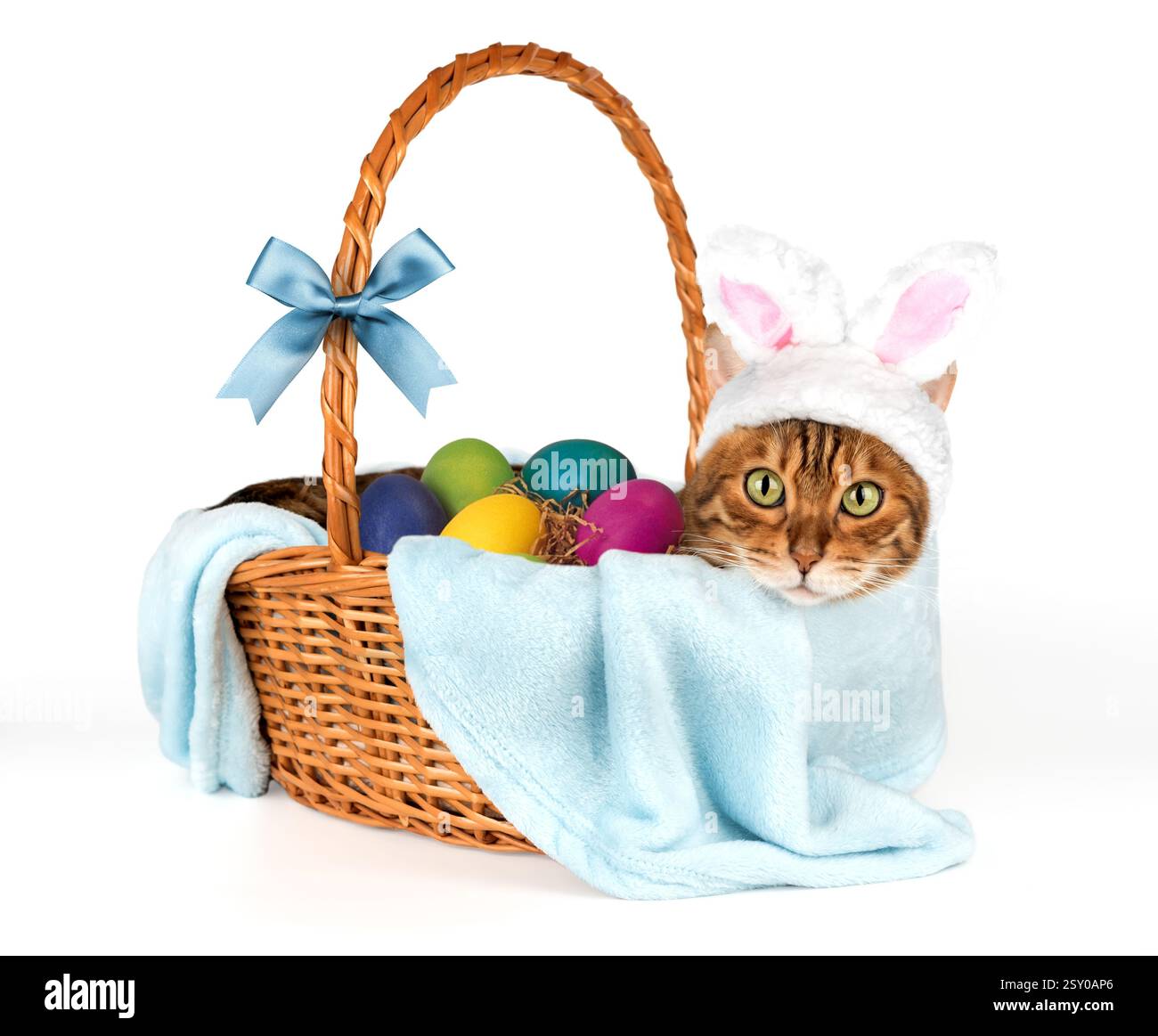 Cat with rabbit ears in basket with Easter eggs isolated on white. Stock Photo