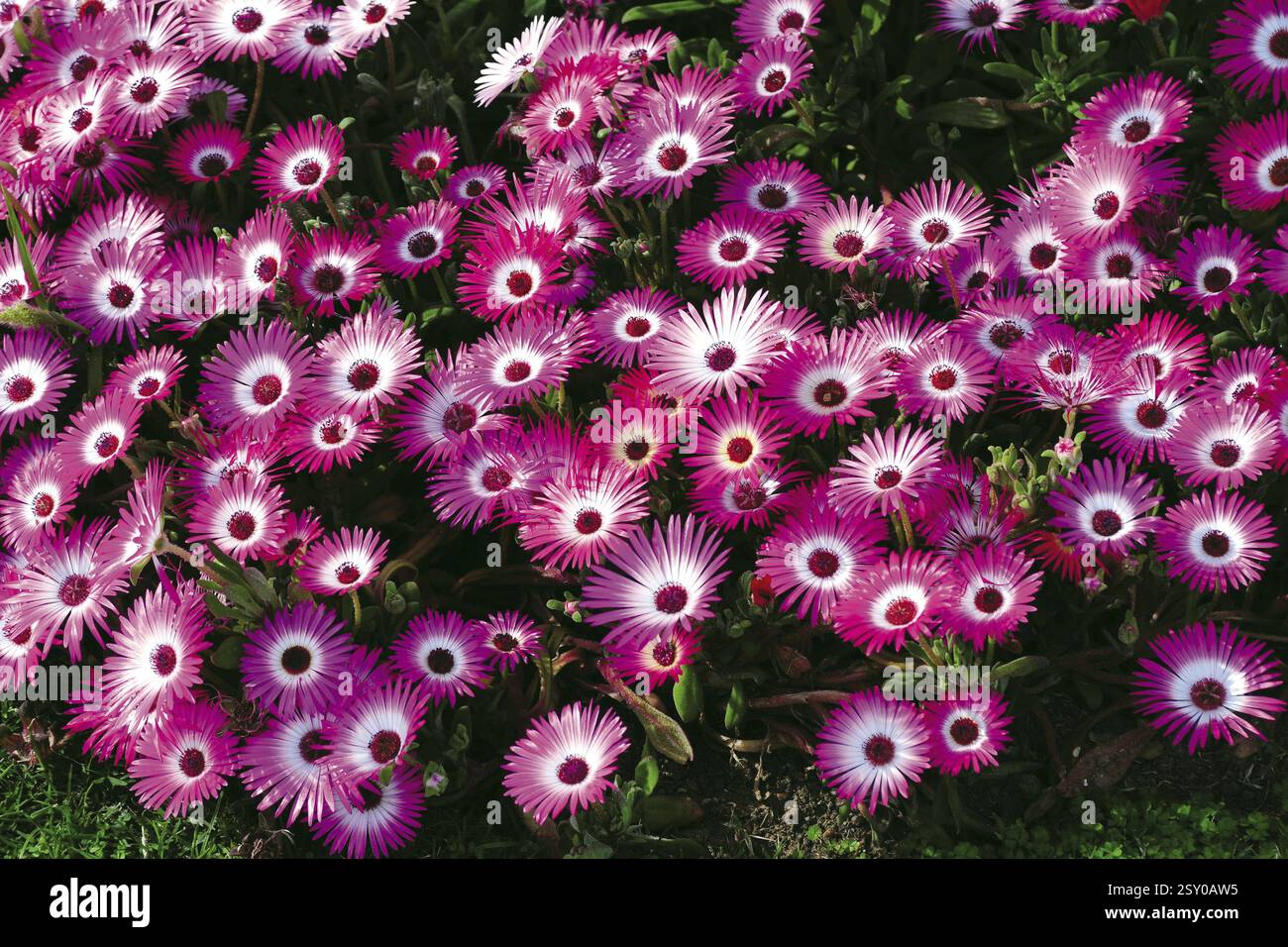 Daisy flower, india, asia Stock Photo