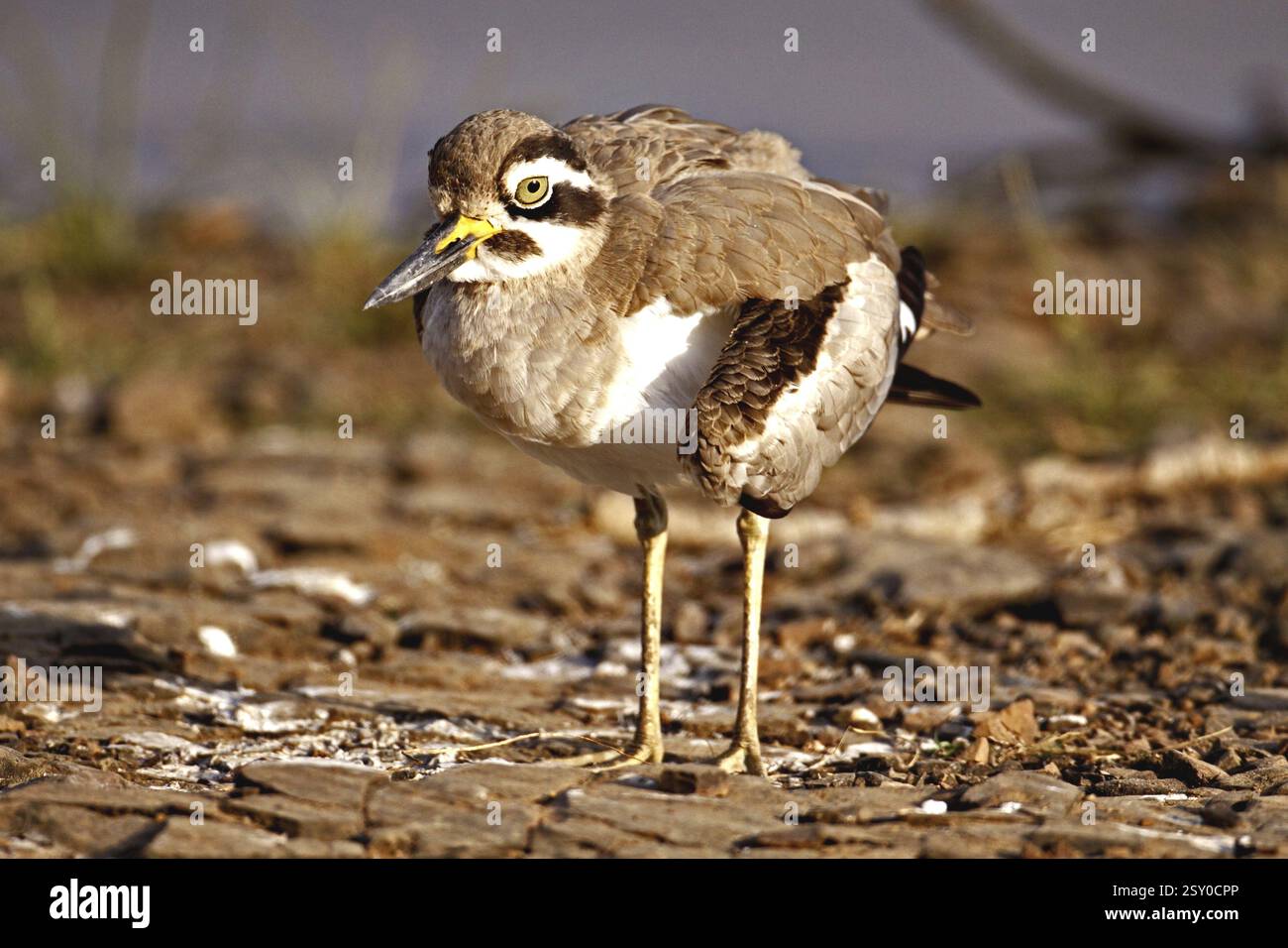 Great thick knee esacus recurvirostris or great stone plover broken wing, Ranthambore national park, Rajasthan, India, Asia Stock Photo