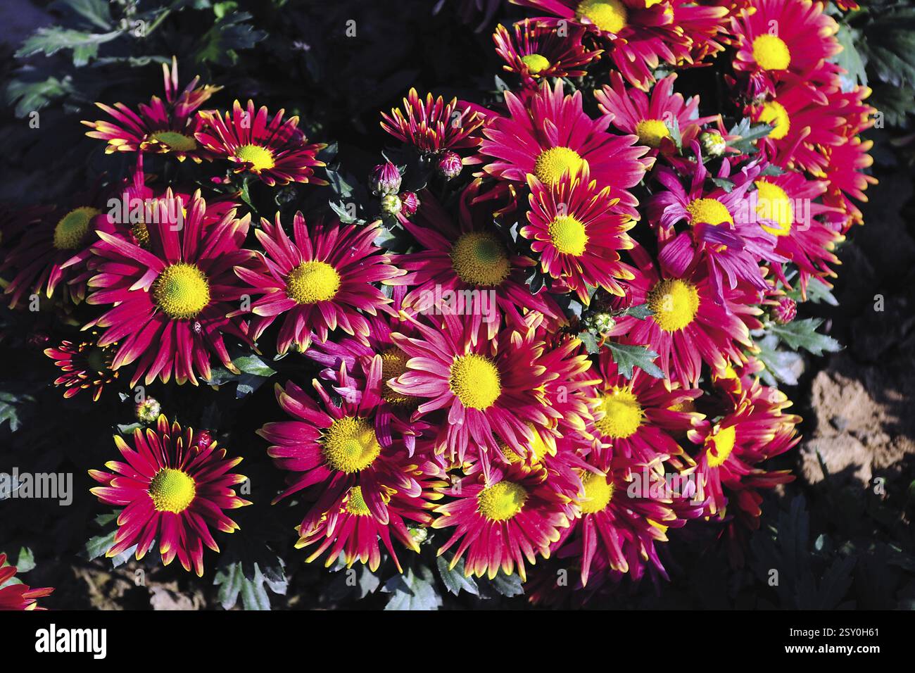 Daisy flower, india, asia Stock Photo