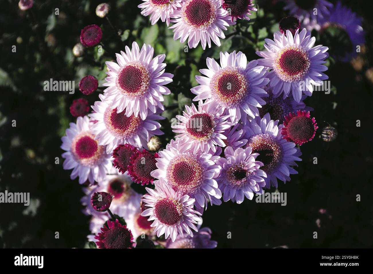 Gerbera flower, india, asia Stock Photo