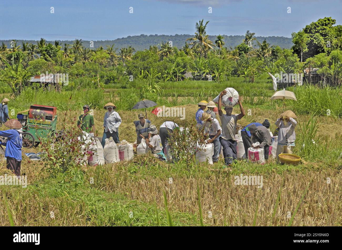 Rice harvest near Amed, many people, white rice sacks, Bali, Indonesia, Asia Stock Photo
