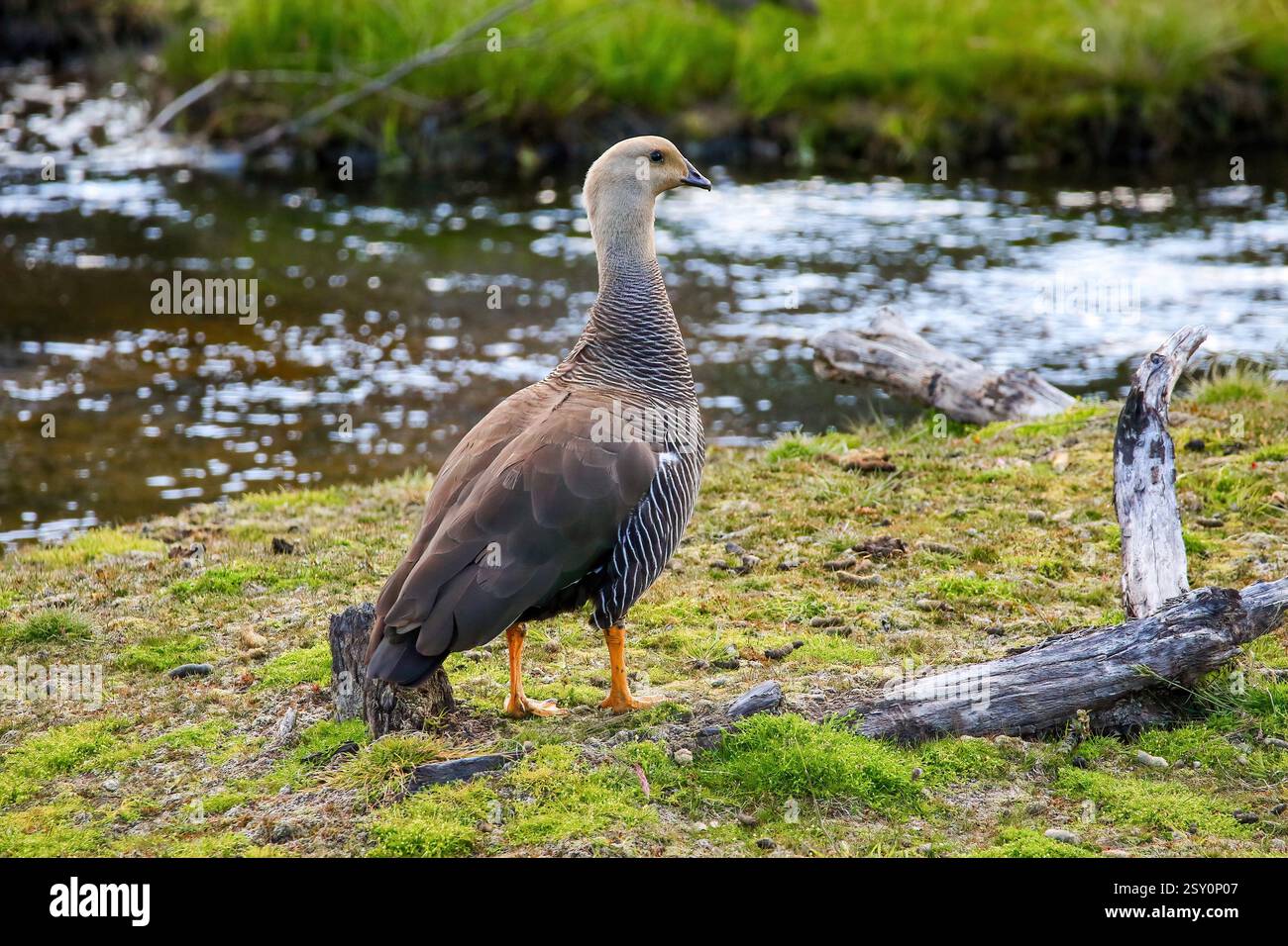 Female Upland Goose Aka Magellan Goose Chloephaga Picta In The Tierra Female Upland Goose Aka Magellan Goose Chloephaga Picta In The Tierra