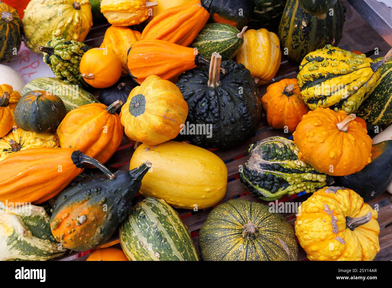Selection of gourds and squash, Belgium Stock Photo