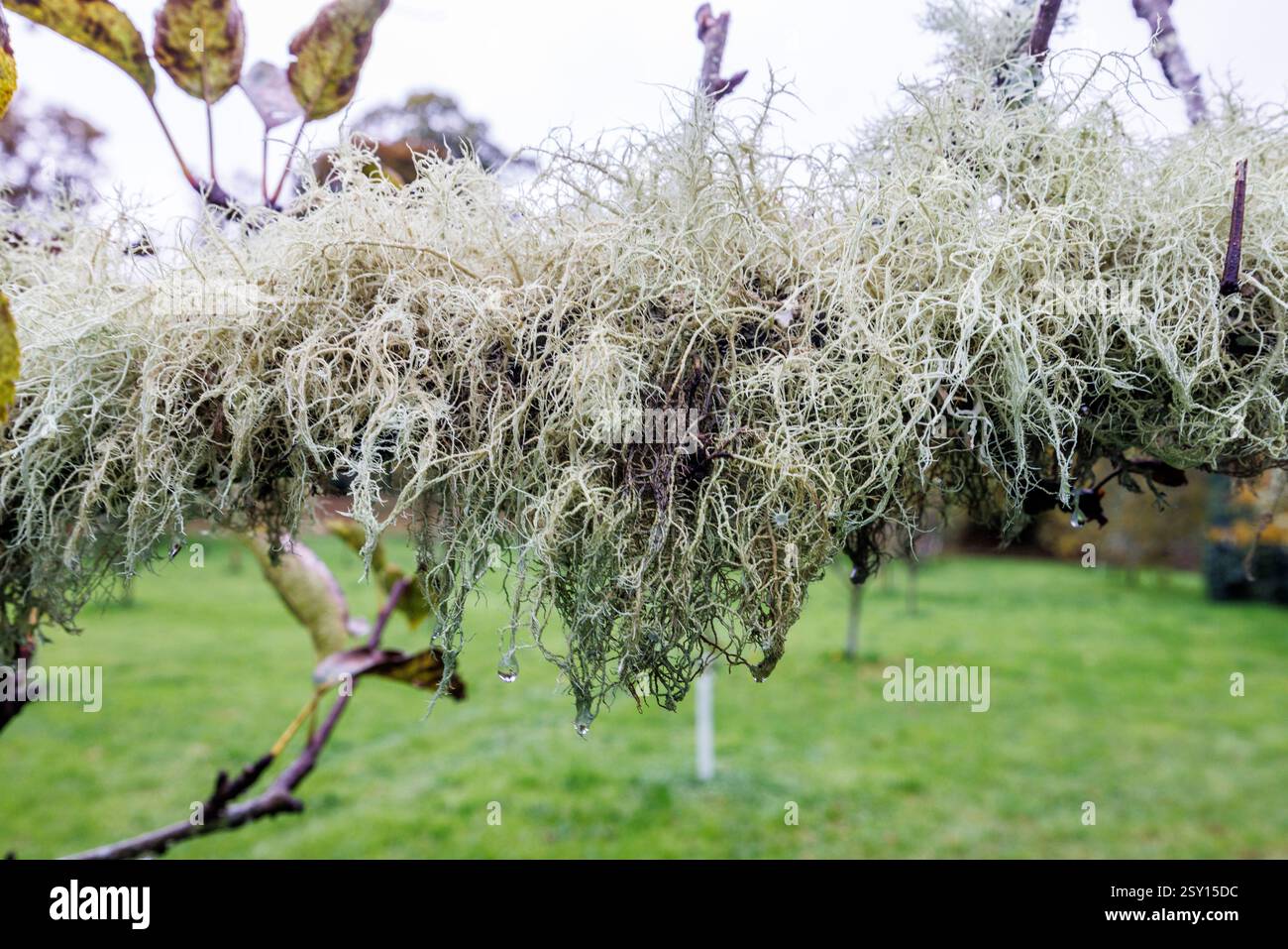 Beard Lichen on fruit tree branches in walled garden, Florencecourt, Co. Fermanagh, Ireland Stock Photo