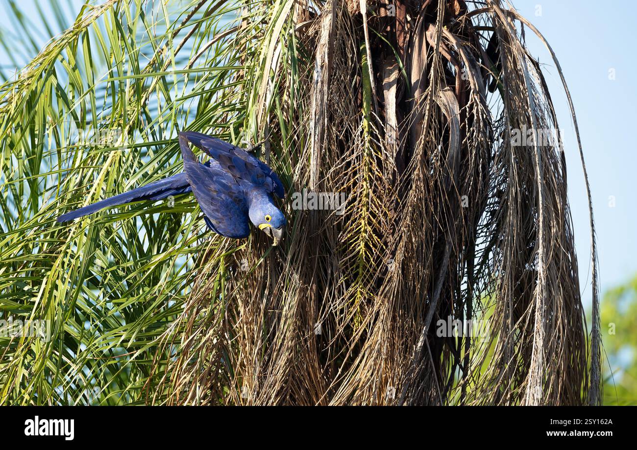 Curated visual reference: Brazilian Macaw Tree Branches For Sale Reference: Hyacinth Macaw Perching In A Palm Tree South Pantanal Brazil