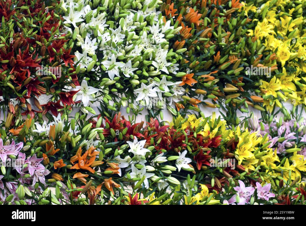Flowers of tamil nadu hi-res stock photography and images - Alamy