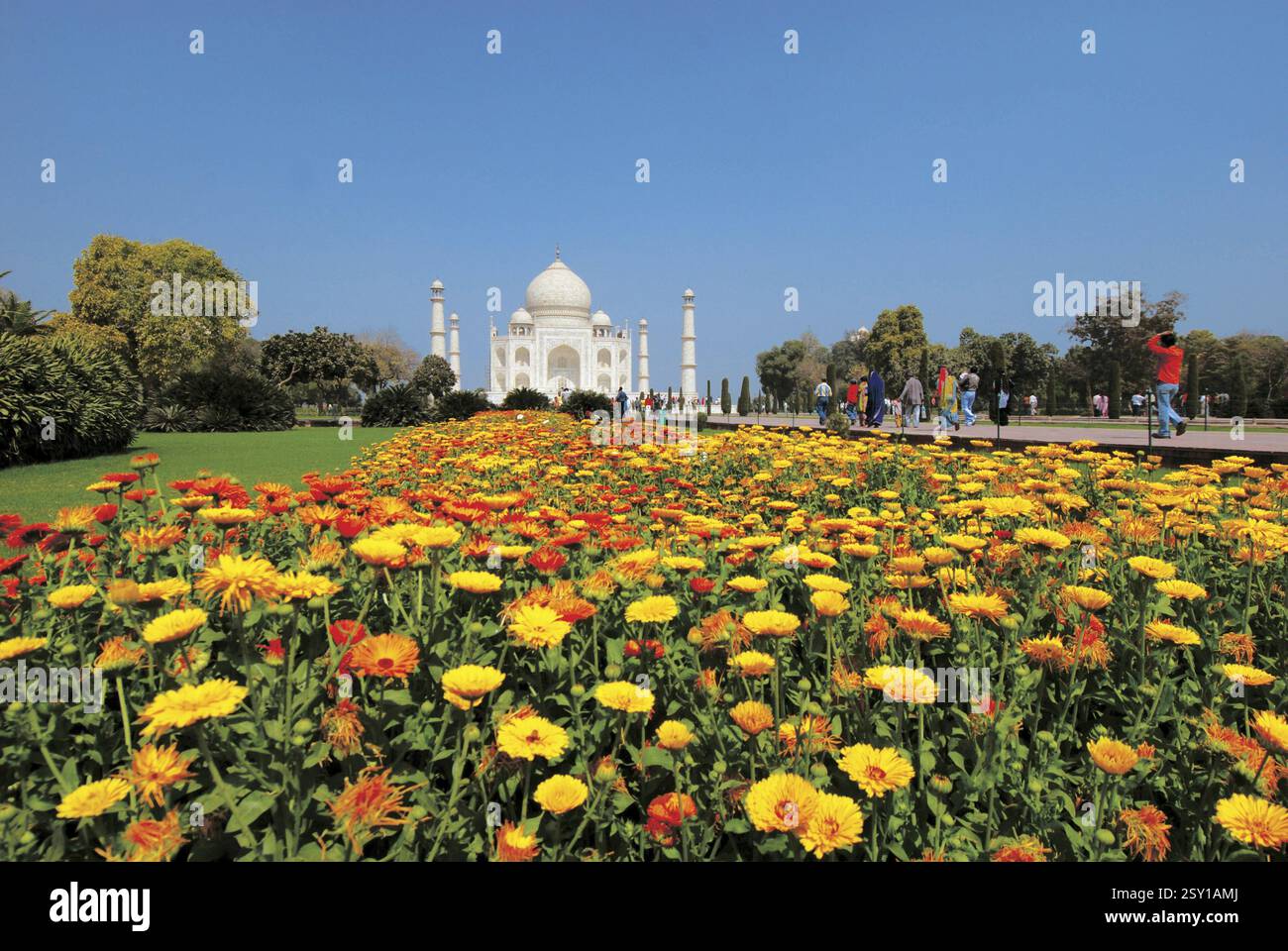 Taj Mahal Garden Flower Hi res Stock Photography And Images Alamy taj-mahal-garden-flower-hi-res-stock-photography-and-images-alamy