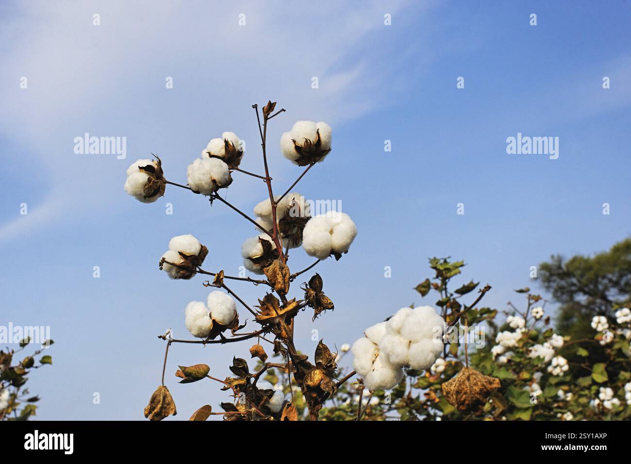 India farm crop hi-res stock photography and images - Alamy