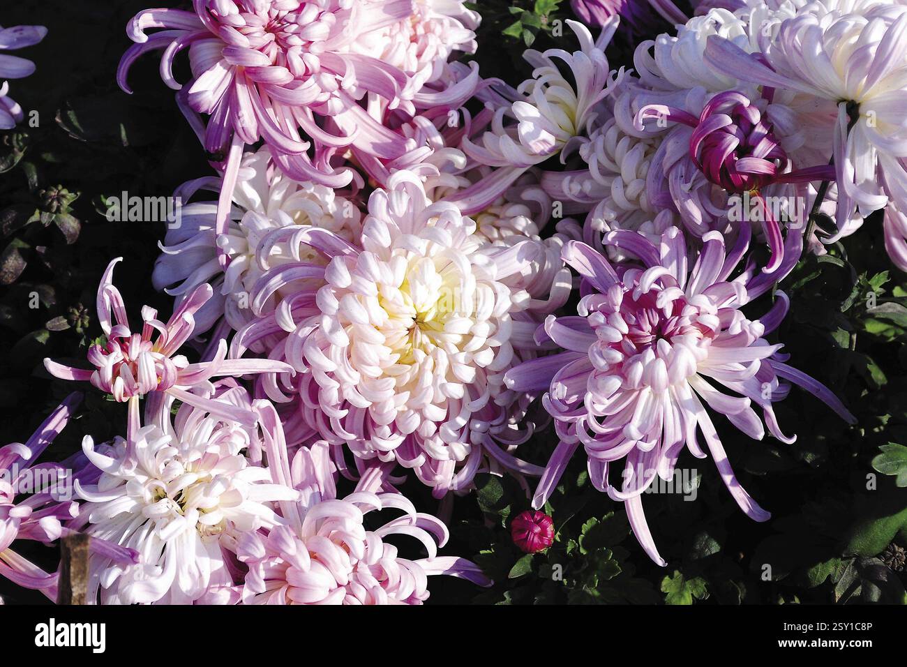 Chrysanthemum flower, india, asia Stock Photo