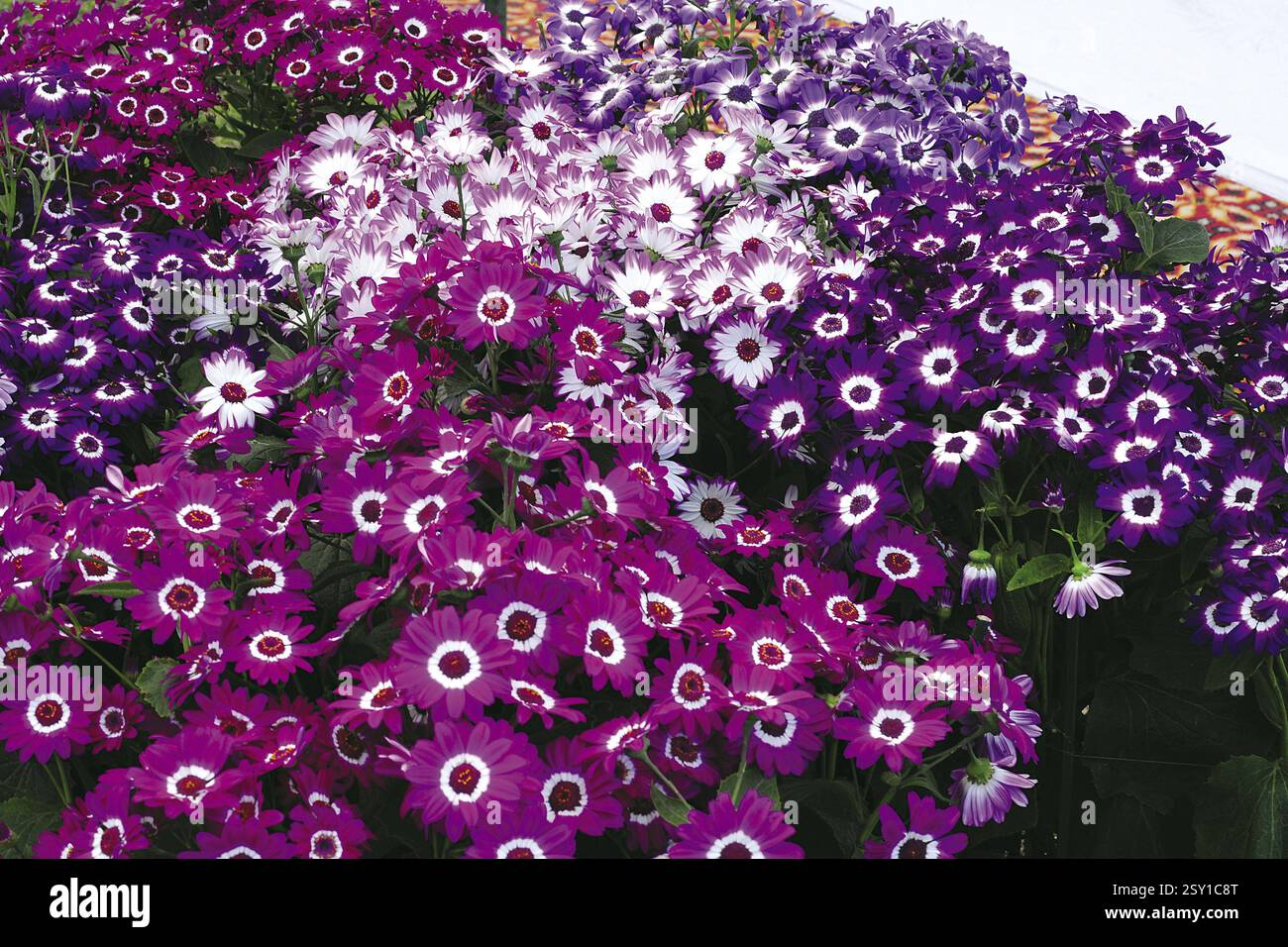 Purple daisy flower, india, asia Stock Photo