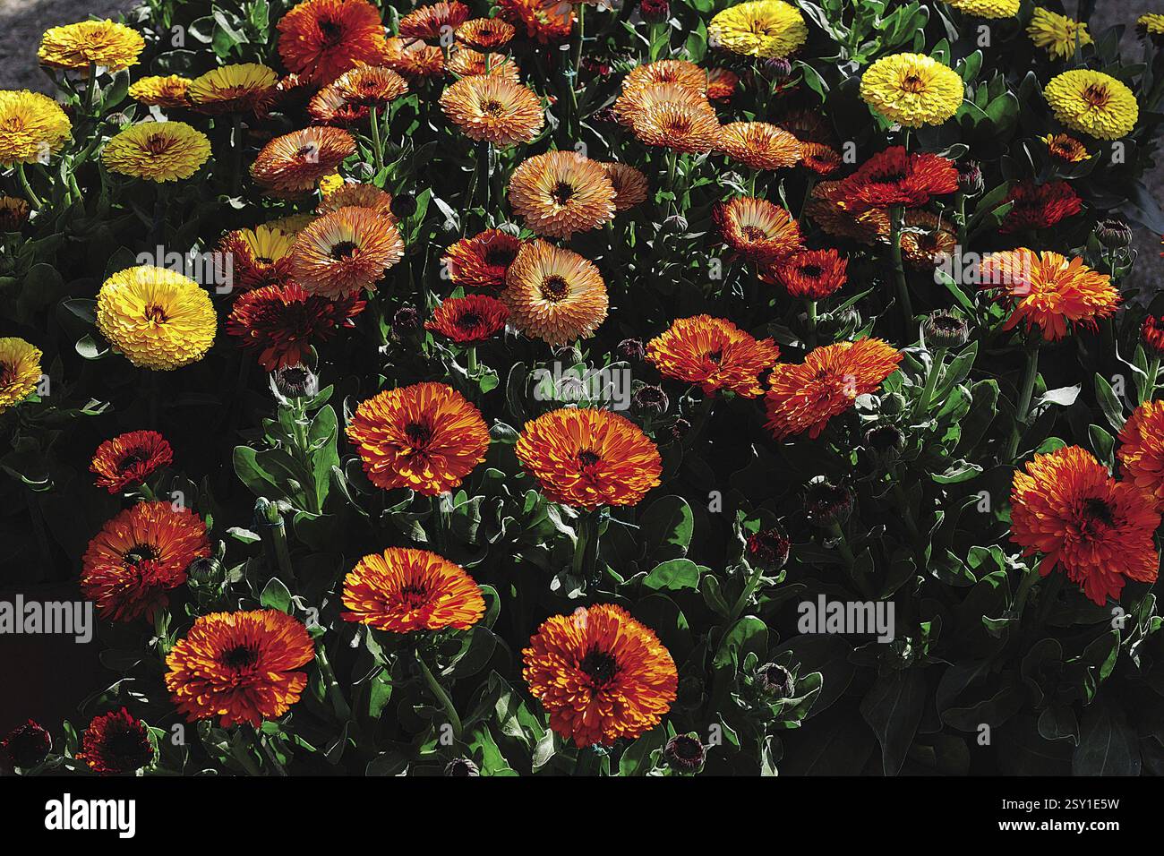 Indian wild plants hi-res stock photography and images - Alamy