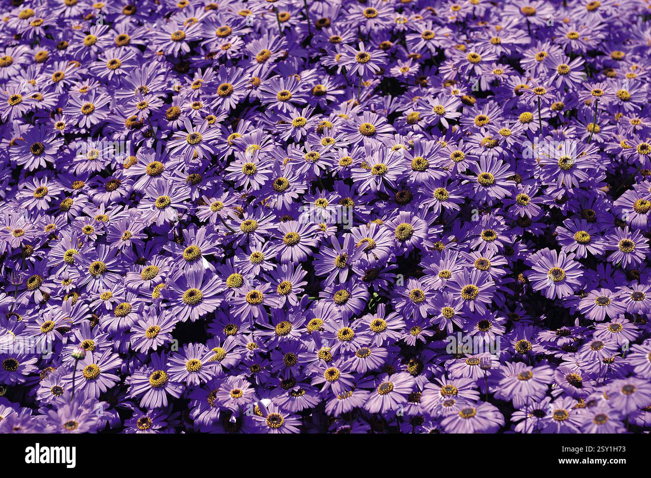 Daisy flower, india, asia Stock Photo