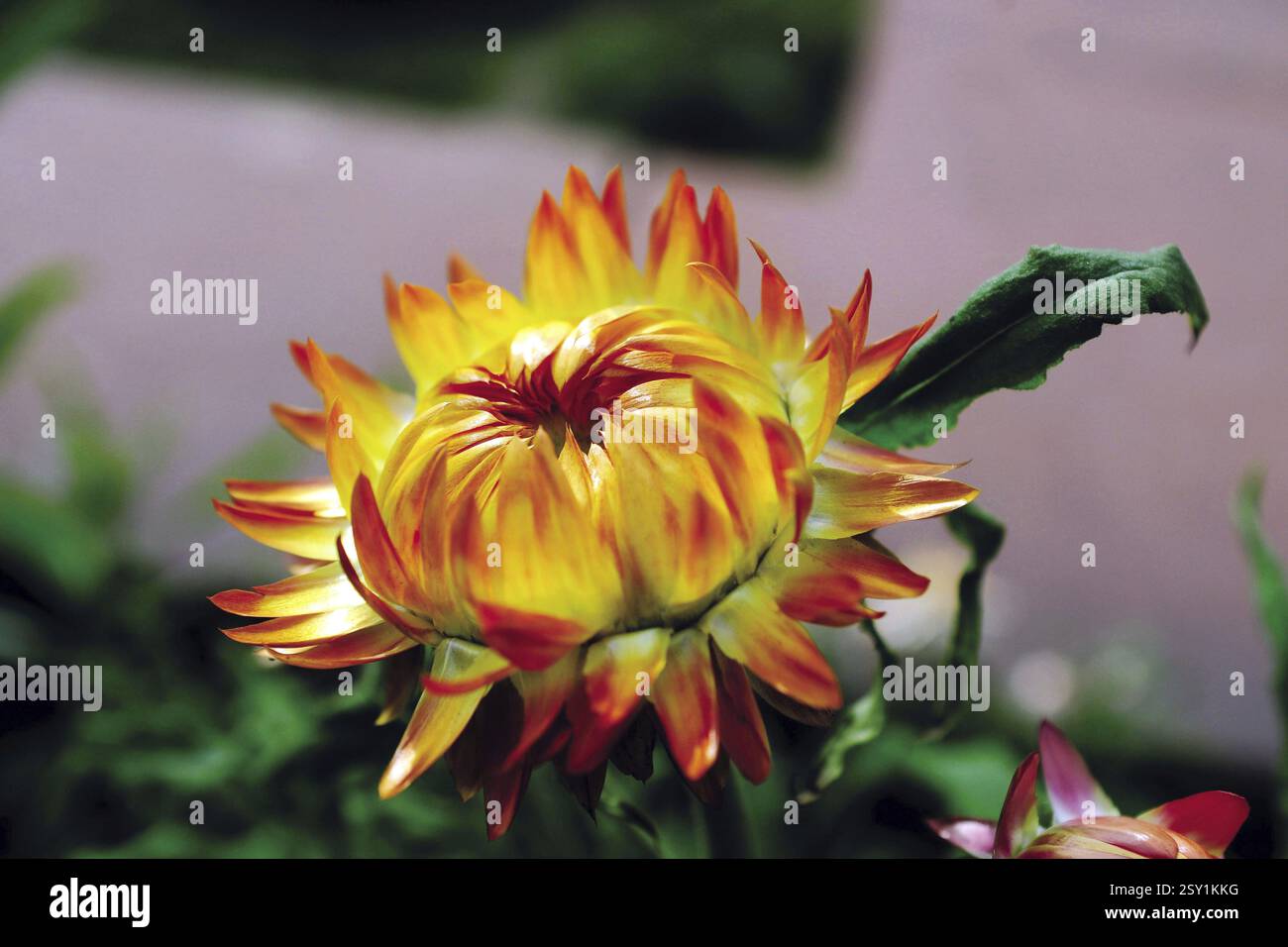 Chrysanthemum flower, india, asia Stock Photo