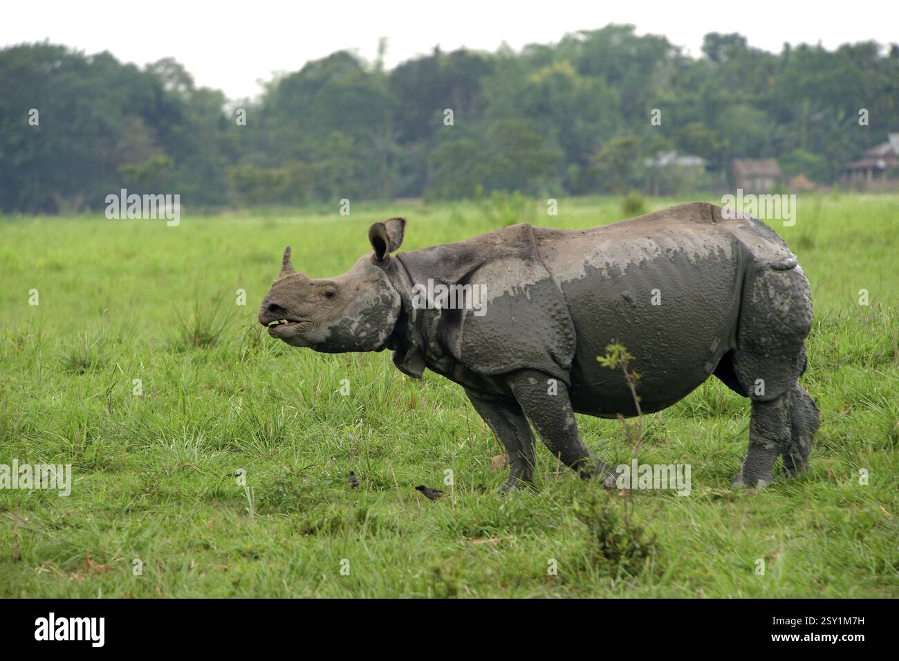 Endangered greater one horned rhinoceros hi-res stock photography and ...