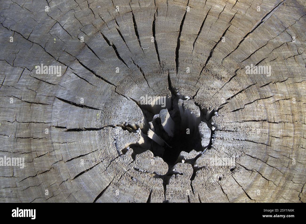 Cracks in dry trunk of tree in Jaipur at Rajasthan India Stock Photo ...