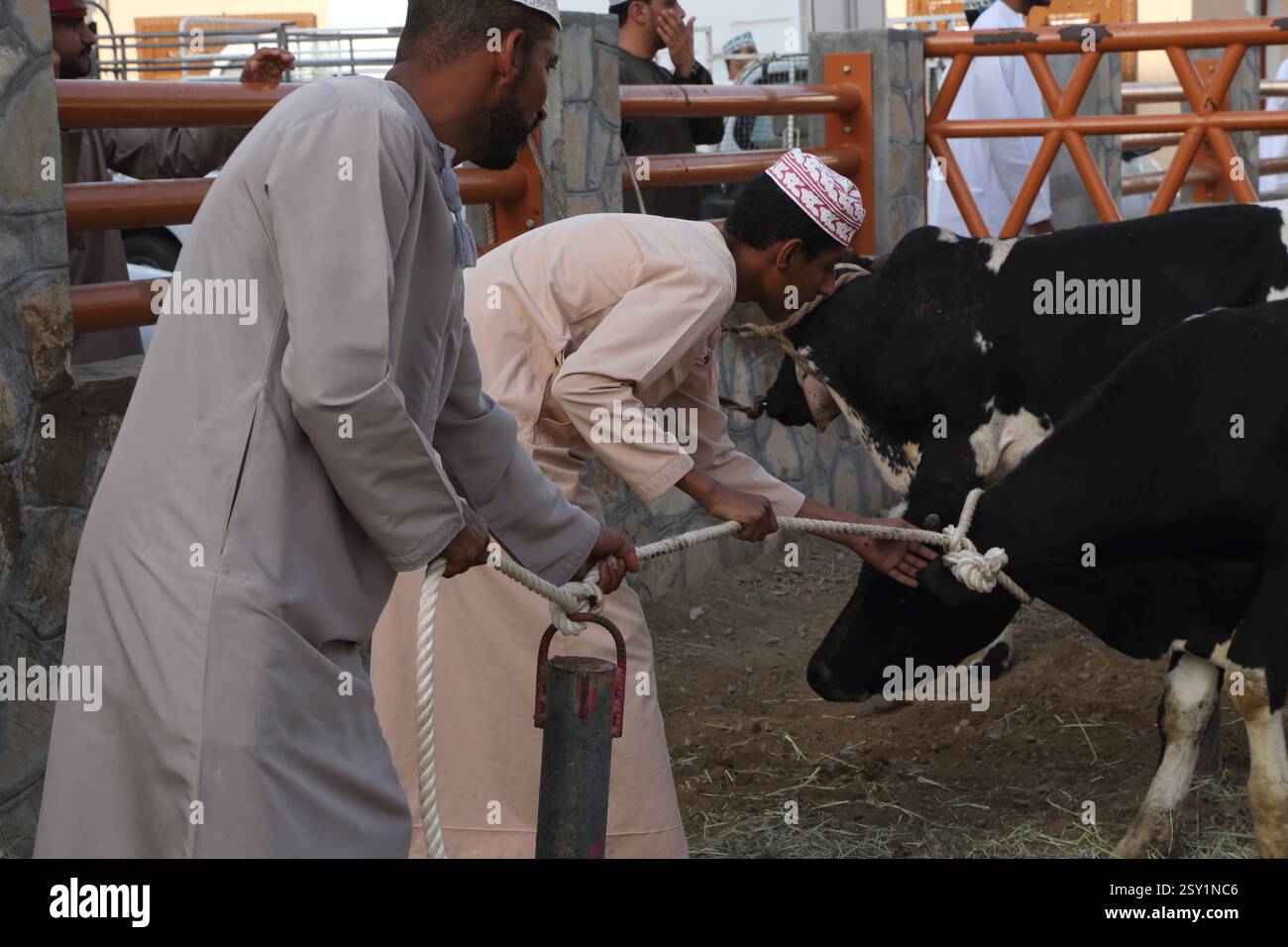Tether Cow Tethered cow hi-res stock photography and images - Alamy