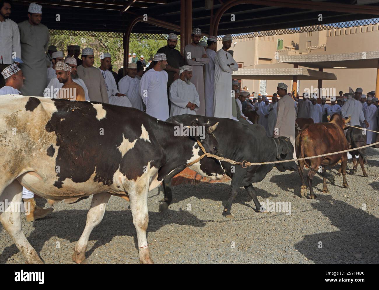 cows-in-parade-ring-at-nizwa-livestock-market-nizwa-oman-stock-photo