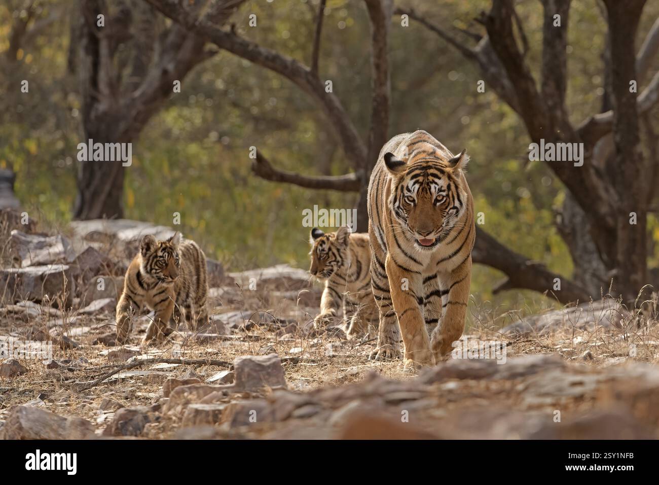 Royal Bengal tigress called Arrowhead, with two small cubs in tow ...