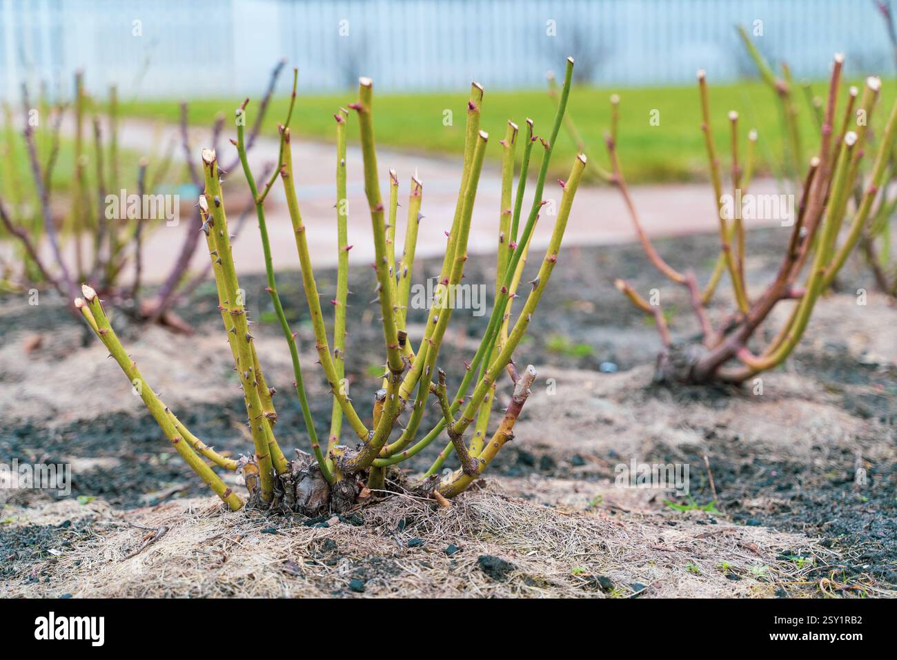 Pruned rose bushes in a country rose garden after winter. Leafless rose ...