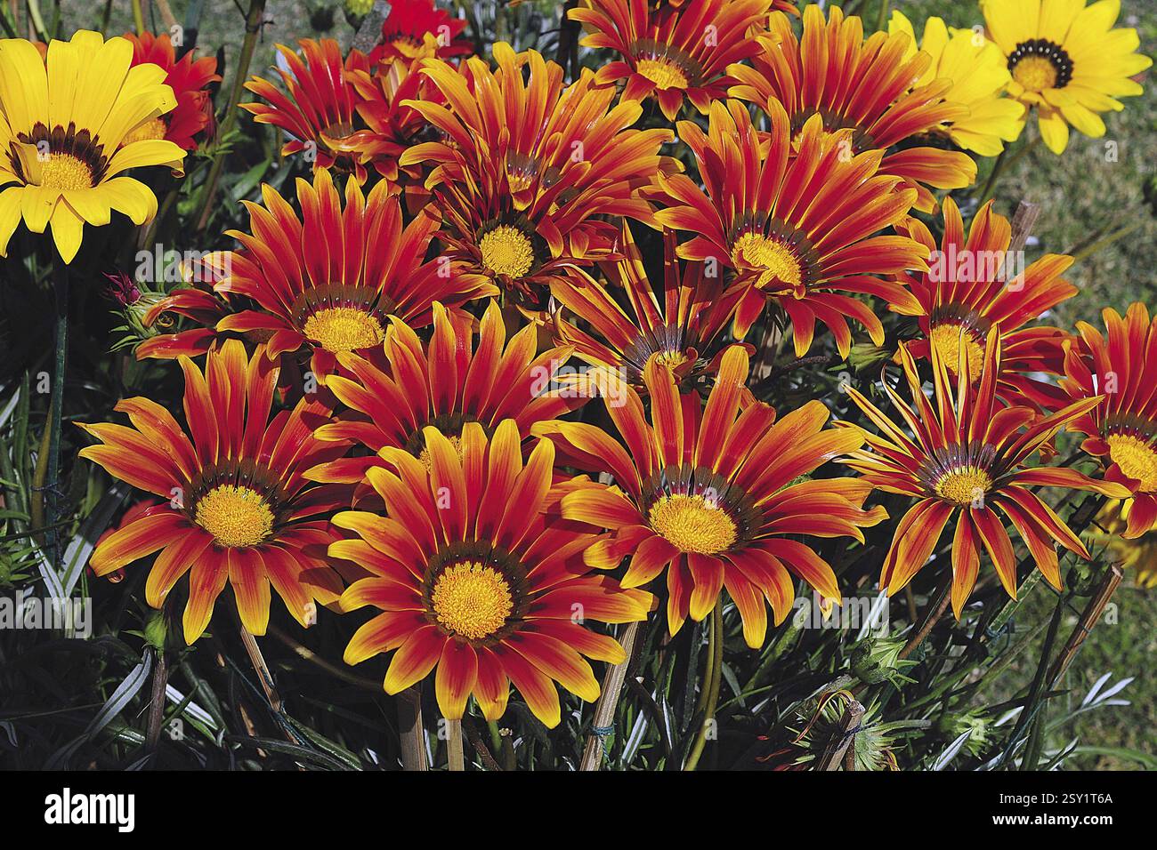 Gerbera flower, india, asia Stock Photo