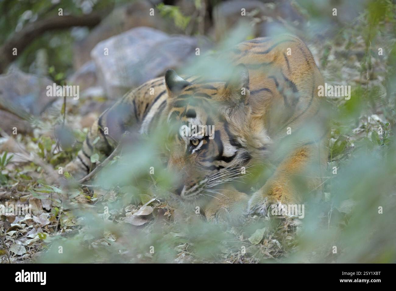 Head shot of tiger that is looking out through bushes in Ranthambhore national park Stock Photo