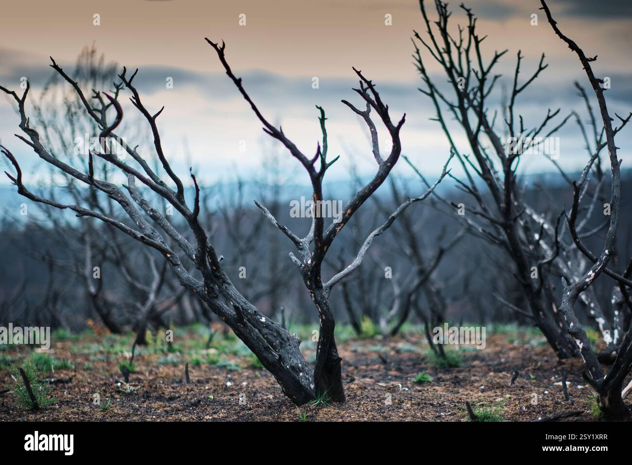 Burned trees and branches rising from ashes in a forest after wildfire ...