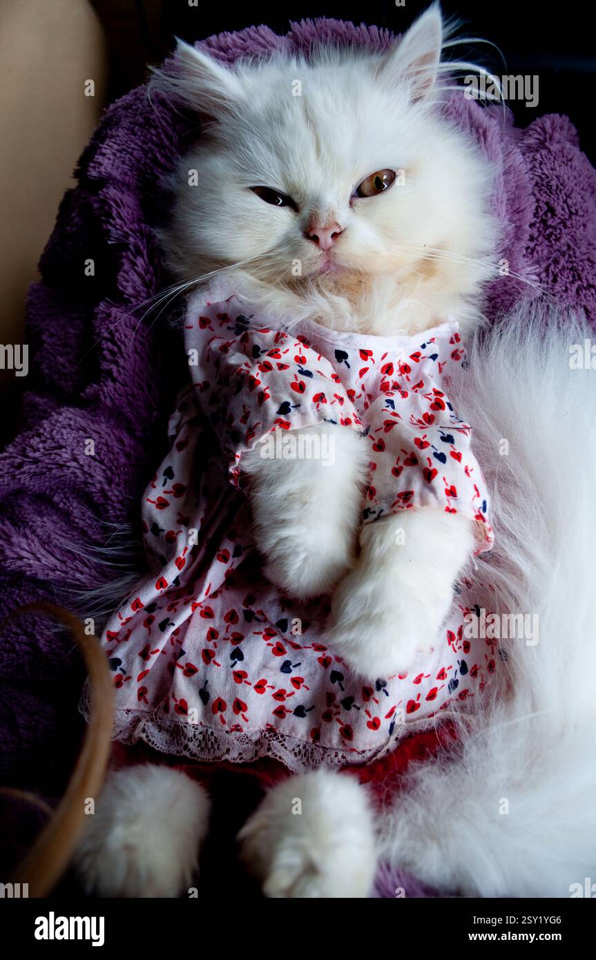 white christmas dresses Cute Cat Neck Dress – Romapets