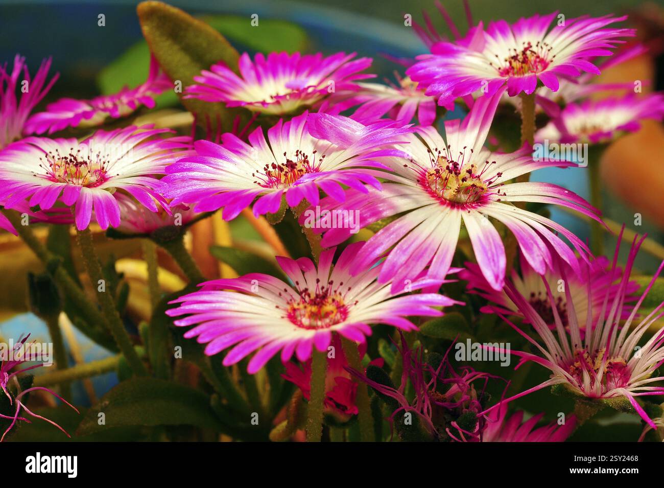 Ice plant flower craignano, shimla, himachal pradesh, india, asia Stock Photo