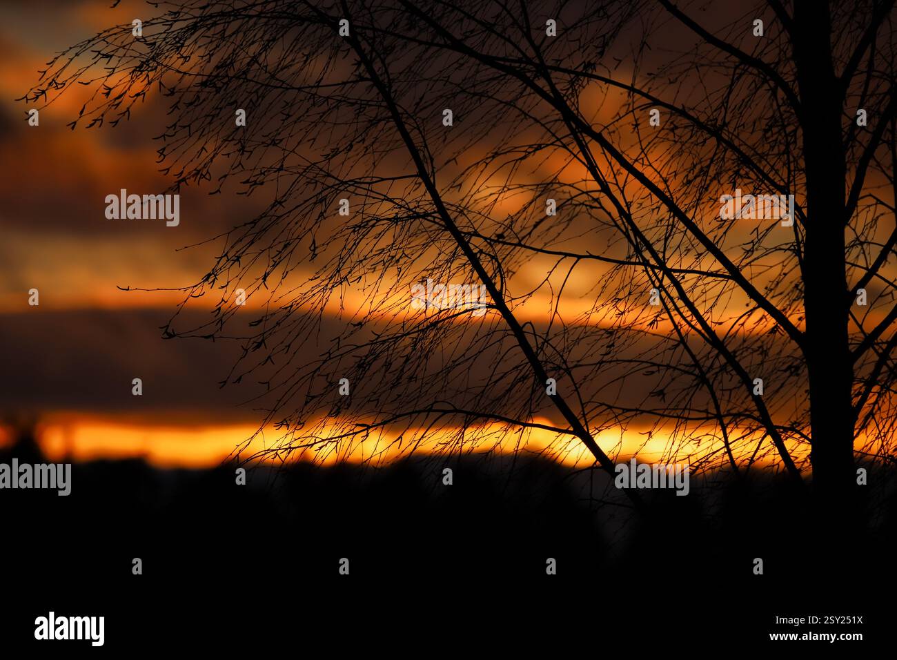 A dramatic photograph of a birch tree silhouette against a vibrant sunset sky. The warm golden and orange hues contrast beautifully with the dark, int Stock Photo