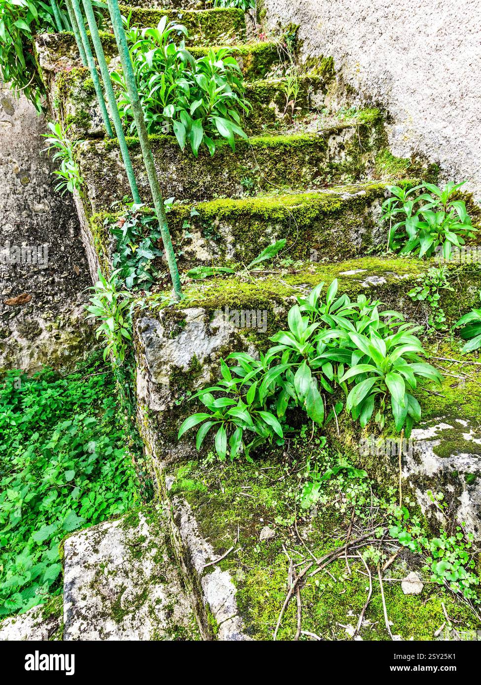 Stone steps outside village cottage heavily overgrown with moss, plants and weeds - Le Petit-Pressigny, Indre-et-Loire (37), France. Stock Photo