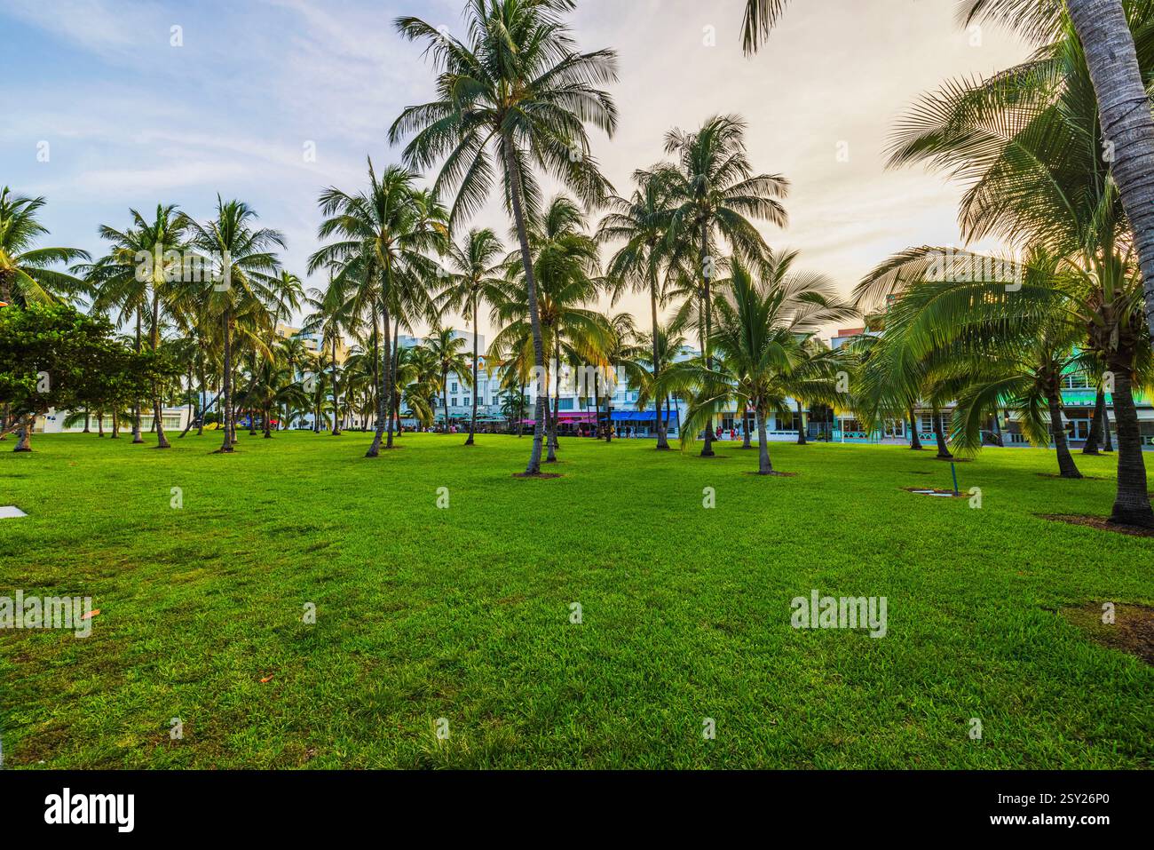 Lush green lawn with tall palm trees in Lummus Park along Ocean Drive at sunset in Miami Beach. Miami Beach. USA. Stock Photo