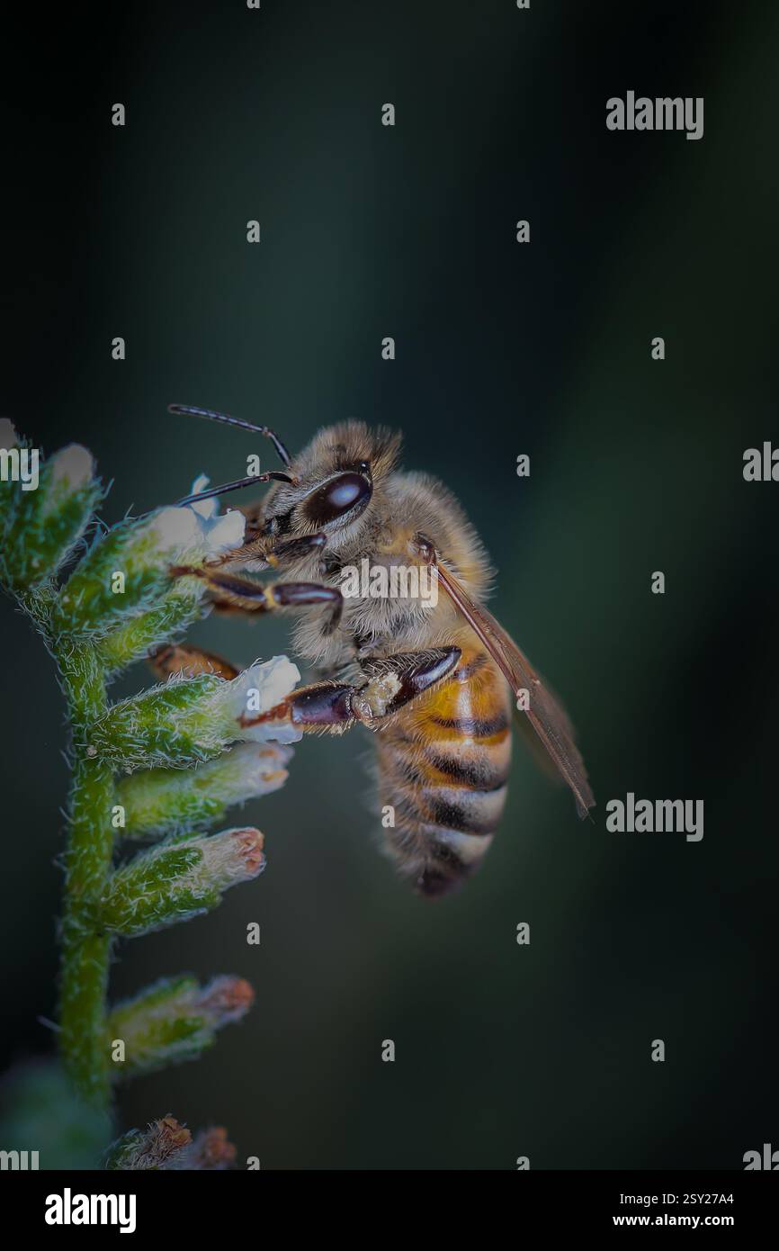 Macro shot bee busily hi-res stock photography and images - Alamy