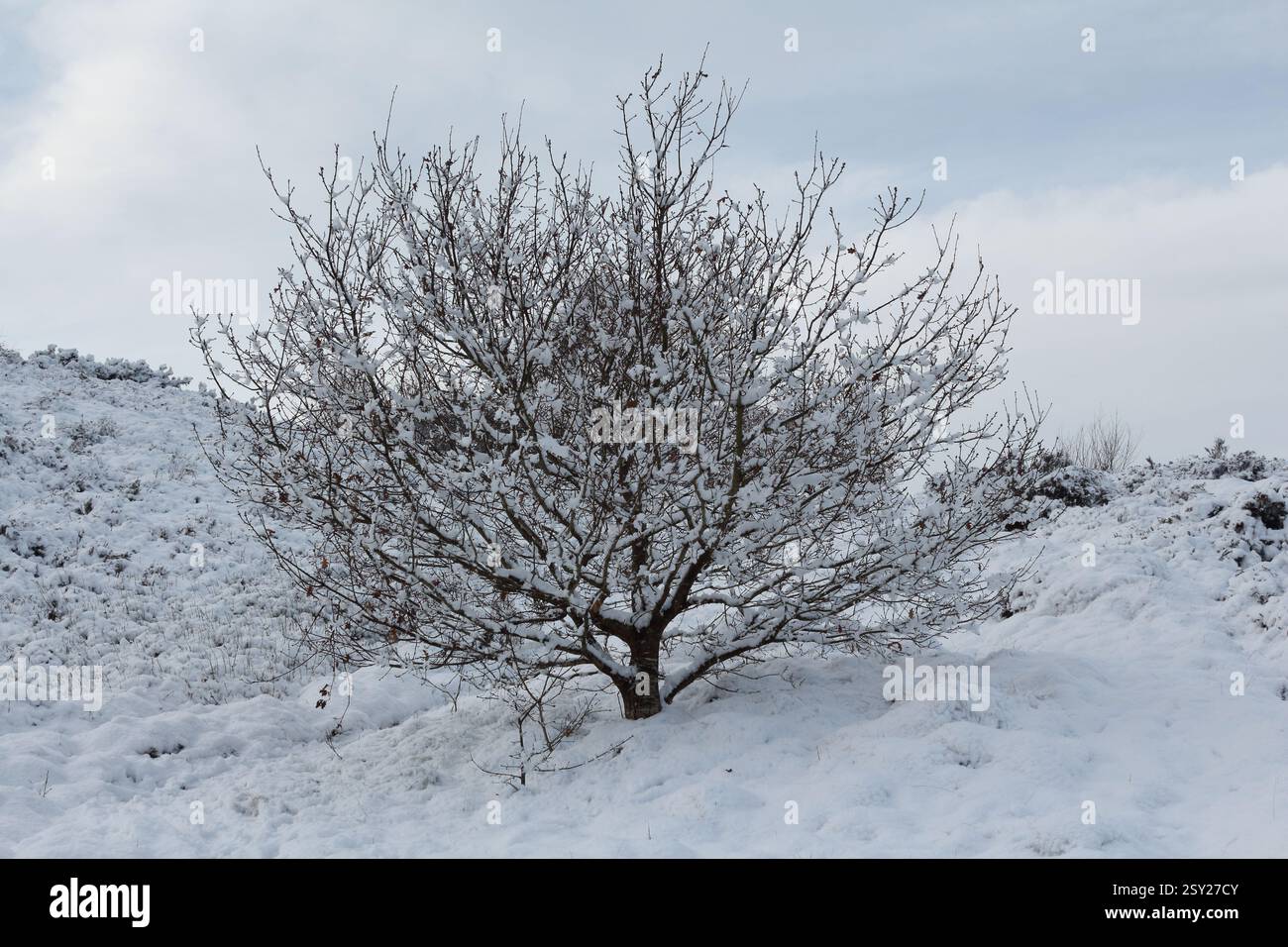 Small oak tree on a slope in the snow on Hednesford Hills, Staffordshire Stock Photo