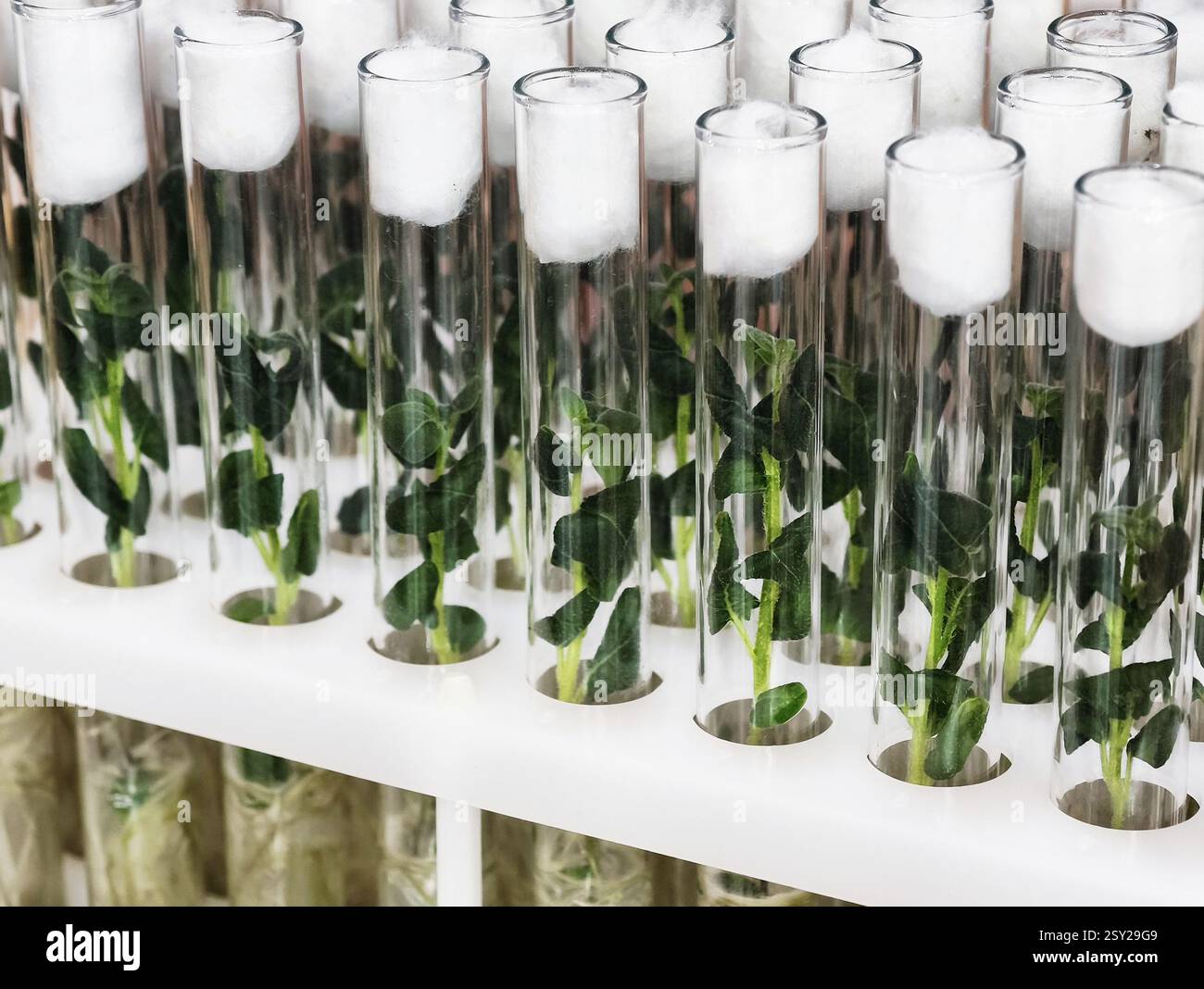 Innovative growth of plant sprouts in clear test tubes under laboratory ...