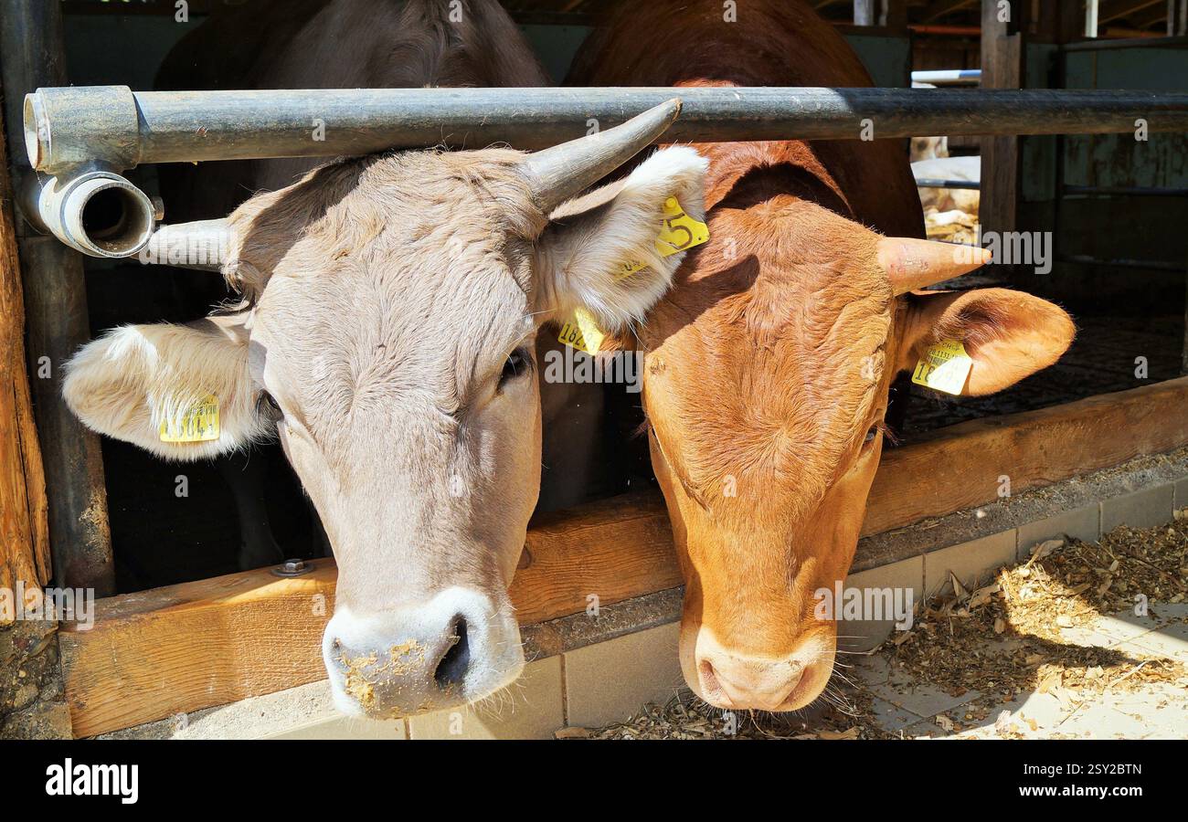 Close up of white and brown beef or cows with horns and tags on the ears in a barn. Stock Photo